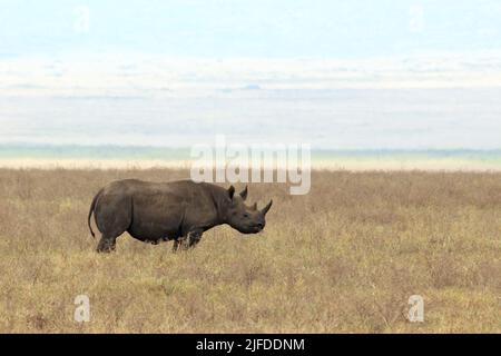 Schwarzes Nashorn (Diceros bicornis, auch bekannt als Hakenlipped Nashorn) auf der Savannah. Krater Von Ngorongoro, Tansania Stockfoto