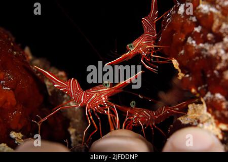 Kamel-Garnelen (Rhynchocinetes Durbanensis, alias Hingebeak Prawn), eine Marine Maniküre zur Hand. Mafia Island, Tansania Stockfoto