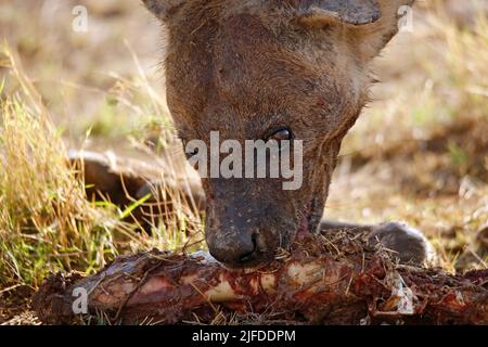 Nahaufnahme einer gepunkteten Hyäne (Crocuta crocuta), die sich auf Karkassen ernährt. Amboseli, Kenia Stockfoto