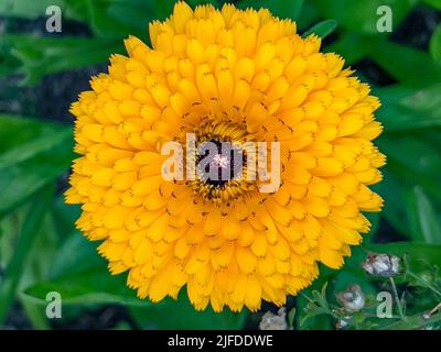 Nahaufnahme einer leuchtend gelben Blume - Pot Marigold - Calendula officinalis. Stockfoto