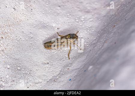 Erwachsene kleine Scharfschütze Insekte der Gattung Ciminius Stockfoto