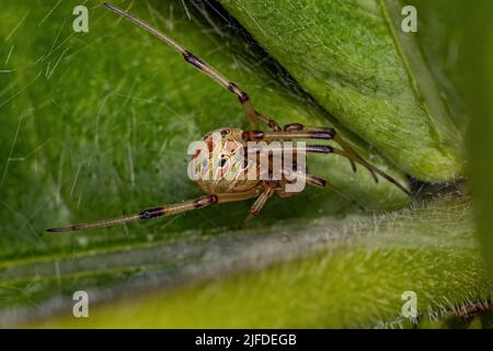 Kleine braune Widowspinne der Art Latrodectus geometricus Stockfoto