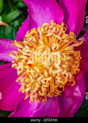 Nahaufnahme einer bunten Blume Stockfoto