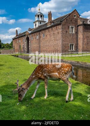 Ein Brachhirn in der Nähe der Ställe und der Kutschenhalle in Dunham Massey im Großraum Manchester, in der Nähe von Altrincham im Nordwesten Englands. Stockfoto