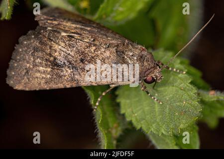 Ausgewachsene Schnurwurm-Motte der Familie Noctuidae Stockfoto