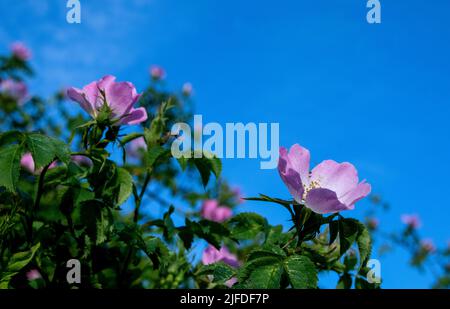 Hunderosen in Blüte gegen blauen Himmel Stockfoto