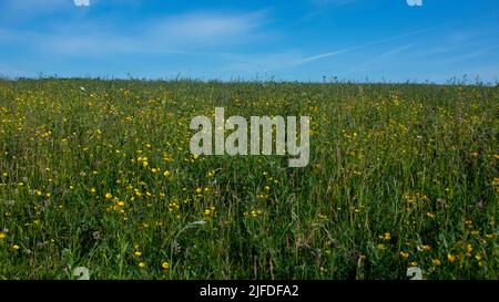 Daisy Hill LNR Wildblumenwiese im Sommer Stockfoto