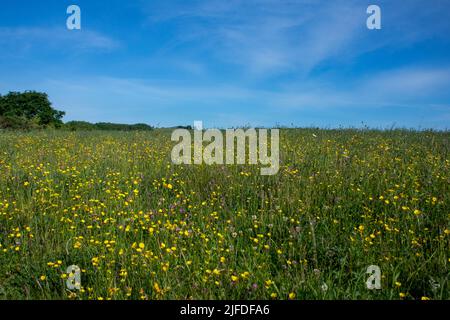 Daisy Hill LNR Wildblumenwiese im Sommer Stockfoto