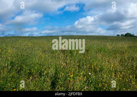 Daisy Hill LNR Wildblumenwiese im Sommer Stockfoto