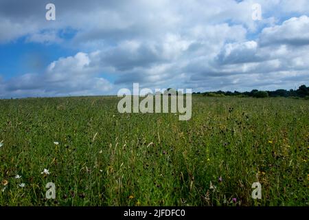 Daisy Hill LNR Wildblumenwiese im Sommer Stockfoto