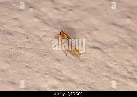 Adulte Delphid Planthopper Insekte der Familie Delphinae Stockfoto