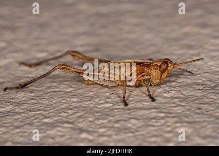 Stridulierende, schräg gesichtige Grasshopper-Nymphe der Gattung „Oshulella“ Stockfoto