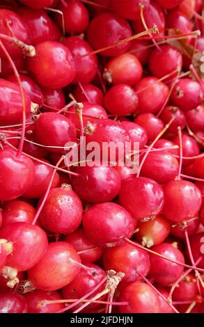Stapel frischer reifer Kirschen zum Verkauf auf dem lokalen Markt von Armenien Stockfoto