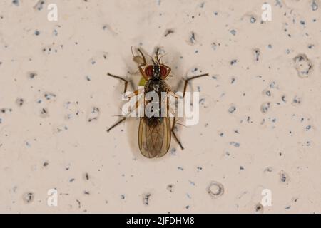 Ausgewachsene Muskoiden-Fliege der Unterfamilie Coenosiinae, die auf eine nicht beißende Erwachsene Midge der Familie Chironomidae spielt Stockfoto