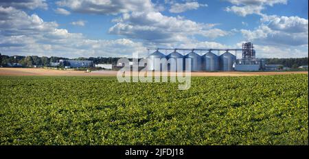 Großer Panoramablick auf grünes Feld von Sonnenblumen und Weizen Stockfoto