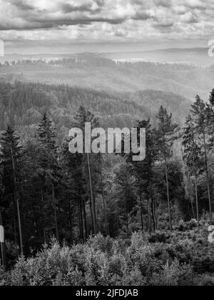 Waldlandschaft mit Regen- und Kiefernbäumen in der Nähe von Karlovy Vary, Böhmen, Tschechien, in Schwarz-Weiß-Schwarz bei einem niederländischen Winkel Stockfoto