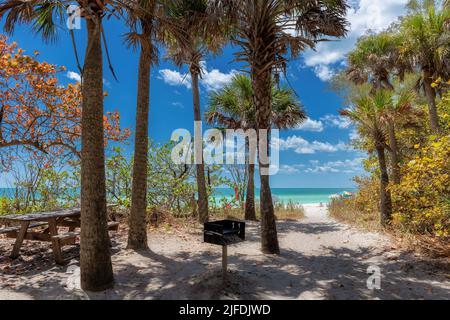 Pfad zum sonnigen weißen Sandstrand mit Palmen in Naples Beach, Florida Stockfoto