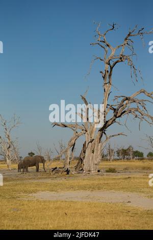 Afrikanischer Elefant (Loxodonta africana) neben einem großen toten Baum Stockfoto