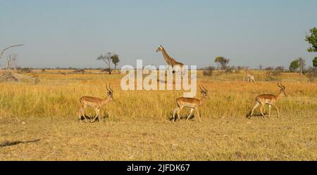 Mutter und Kalb der südlichen Savanna Giraffe (Giraffa giraffa) und Impala (Aepyceros melampus Stockfoto