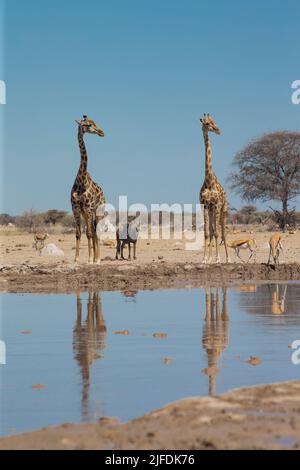 Südliche Savanna Giraffe (Giraffa giraffa) und Wildebeast (Connochaetes taurinus) an einem Wasserloch im Nxai Pan National Park. Mit Reflexion Stockfoto