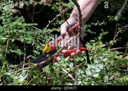 Jemand schneidet einen verfärbten Zweig eines Strauches mit Verschlüssen. Gartenpflege, Beschneiden Stockfoto