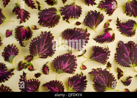 Coleus Blätter und Sämlinge. Blattmuster. Blumenlabyrinth. Coleus ist eine Innen- und Außenpflanze mit bunten Blättern. Sommergrüner Hintergrund. Blättern und schießen Sie von oben. Stockfoto