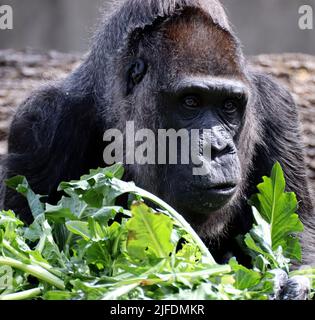 Eine Nahaufnahme eines riesigen schwarzen Gorillas, der im Begriff ist, grün zu essen Stockfoto