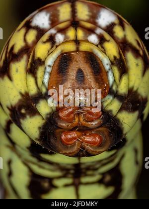 Raupe der gebänderten Sphinx Moth der Art Eumorpha fasciatus Stockfoto