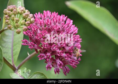Schöne gemeine Milchkrautblüte, die mit einer Biene darauf blüht. Stockfoto
