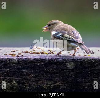 Eine Nahaufnahme des gewöhnlichen Buchfinkens, der von einer Holzbank auf der Rückseite gefangen wird Stockfoto