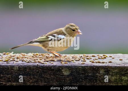 Eine Nahaufnahme von gewöhnlicher Buchfink, die auf einer Bank in einem Park mit vielen Samen um ihn herum sitzt Stockfoto