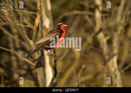 Männliche Seeadlerche (Sturnella loyca falklandica), Carcass Island, Falkland Islands Stockfoto