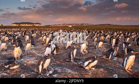 Sea Lion Lodge und Gentoo Pinguin Rookery, Sea Lion Island, Falkland Islands Stockfoto