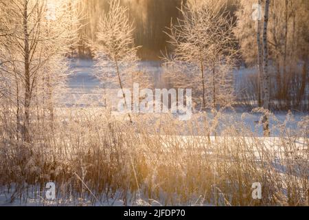 Die Sonne erhellt an einem frostigen Wintertag die Äste von Bäumen, die mit Reif bedeckt sind Stockfoto