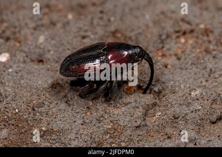 Adult Flower Weevil der Unterfamilie Baridinae Stockfoto