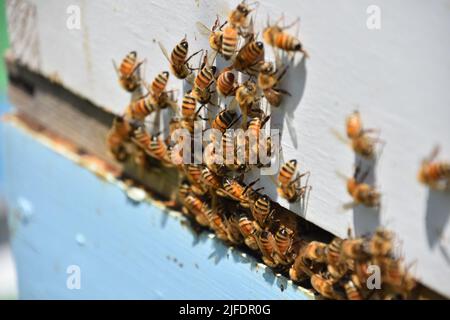 Bienen schwärmen in einem Haufen um die Außenseite einer Bienenstockkiste herum. Stockfoto