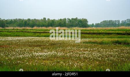 Marschland bedeckt mit gewöhnlicher Baumwollgras (Eriophorum angustifolium) Stockfoto