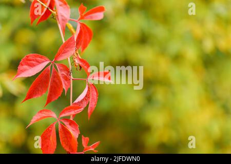Rote Blätter von wilden Trauben. Herbst natürliches Bokeh Hintergrund mit roten Blättern. Speicherplatz kopieren Stockfoto