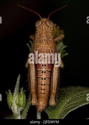 Spornkehlige Grasshopper-Nymphe der Unterfamilie Melanoplinae Stockfoto