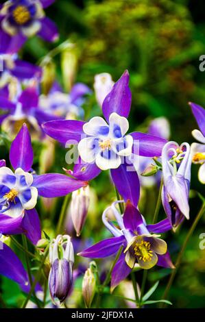 Columbine in der Kylemore Abbey in Connemara, Irland. Stockfoto