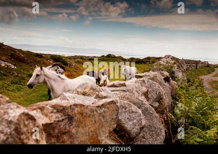 Galway Bay in Salthill, Irland. Stockfoto