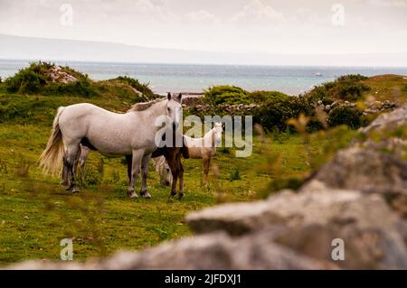 Galway Bay in Salthill, Irland. Stockfoto