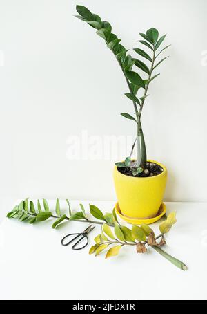 Ein schöner Zamiokulkas in einem gelben Topf steht auf dem Tisch. Schneiden von trockenen und schlechten Blättern. Skandinavische Innenausstattung Stockfoto
