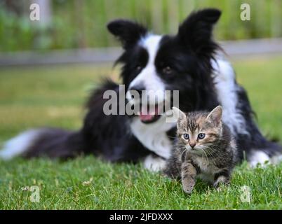 Sieversdorf, Deutschland. 02.. Juli 2022. Eine Hündin der Rasse Border Collie liegt auf einer Wiese in einem Garten mit einem ein paar Wochen alten Kätzchen. Hier gilt das Sprichwort wie Hund und Katze nicht. Ganz im Gegenteil. Tilda, die Border Collie Lady, liegt entspannt auf der Wiese, während die jungen Kätzchen vor ihr spielen. Quelle: Patrick Pleul/dpa/ZB/dpa/Alamy Live News Stockfoto