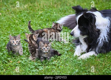 Sieversdorf, Deutschland. 02.. Juli 2022. Eine Hündin der Rasse Border Collie liegt auf einer Wiese in einem Garten mit vier Jungtieren, die einige Wochen alt sind. Hier gilt das Sprichwort wie Hund und Katze nicht. Ganz im Gegenteil. Tilda, die Border Collie Lady, liegt entspannt auf der Wiese, während die jungen Kätzchen vor ihr spielen. Quelle: Patrick Pleul/dpa/ZB/dpa/Alamy Live News Stockfoto