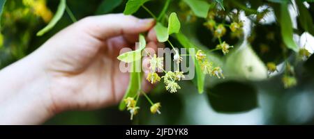 Die Hände nehmen die Linde vom Baum. Linden blüht in den Händen. Ernte an einem Lindenbaum. Stockfoto