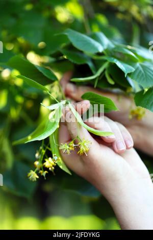 Die Hände nehmen die Linde vom Baum. Linden blüht in den Händen. Ernte an einem Lindenbaum. Stockfoto