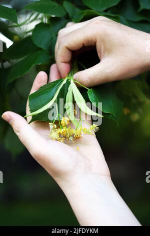 Die Hände nehmen die Linde vom Baum. Linden blüht in den Händen. Ernte an einem Lindenbaum. Stockfoto