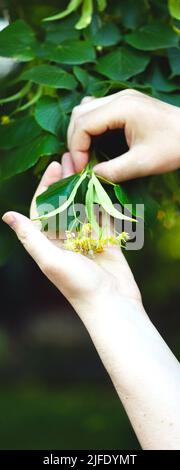 Die Hände nehmen die Linde vom Baum. Linden blüht in den Händen. Ernte an einem Lindenbaum. Stockfoto