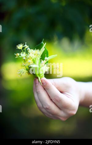 Die Hände nehmen die Linde vom Baum. Linden blüht in den Händen. Ernte an einem Lindenbaum. Stockfoto